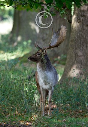 Fallow Deer  Buck DM1592
